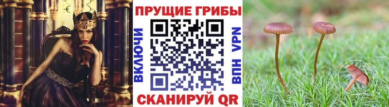 Псилоцибиновые грибы Cubensis  Медногорск 